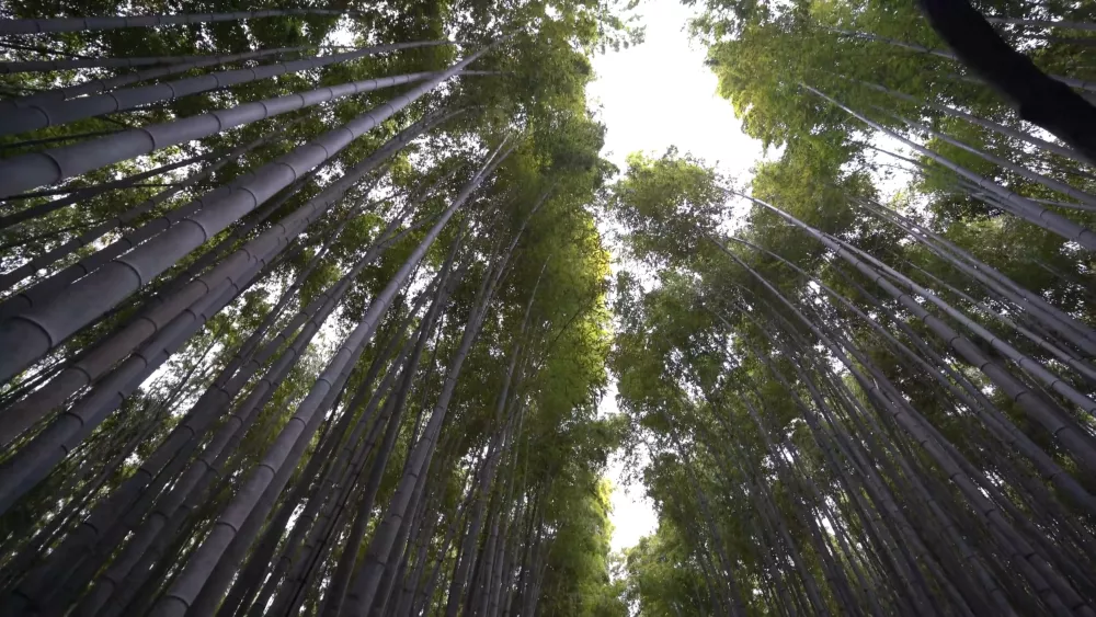 Бамбуковые леса в Японии