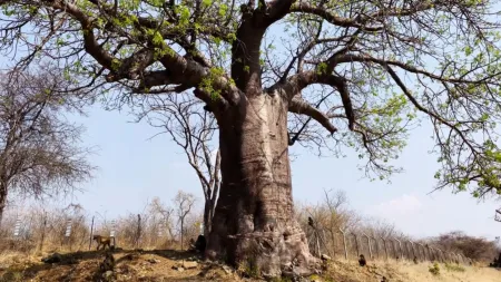 Баобабы в Ботсване - основные деревья
