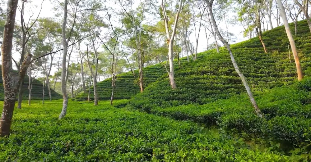 Чайные плантации Шримангала (Бангладеш)