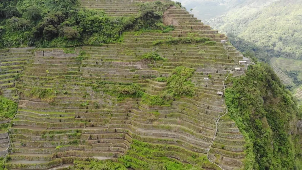 Чайные плантации в горной провинции Сагада, Филиппины 