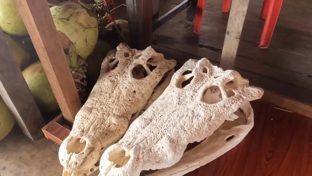 В деревне рыбаков у озера Тонлесап можно купить необычные сувениры - черепа крокодилов