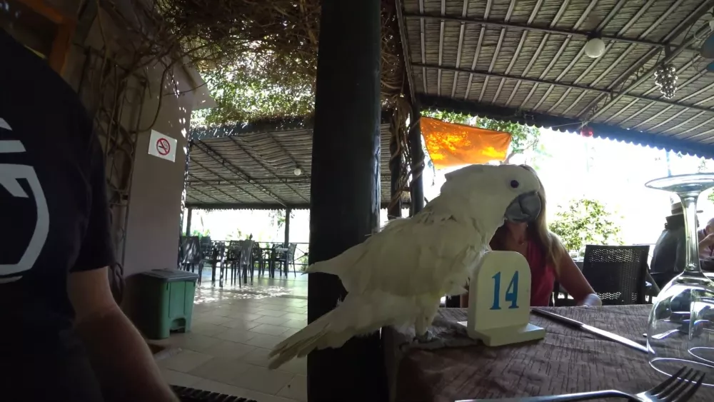 Экзотический парк Сенегала, где посетители могут вживую пообщаться с питомцами парка