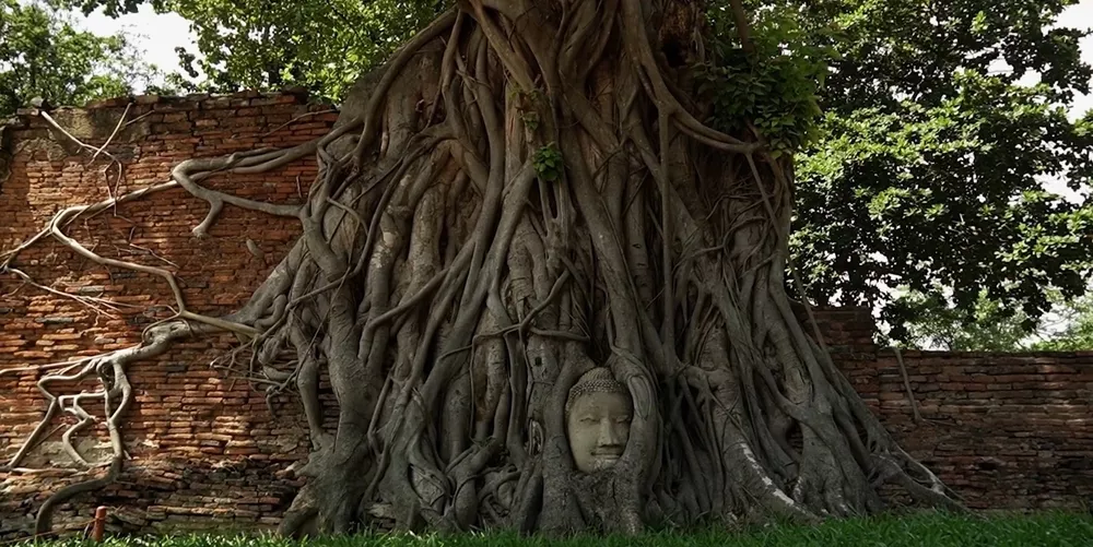 Голова Будды, вросшая в корни дерева