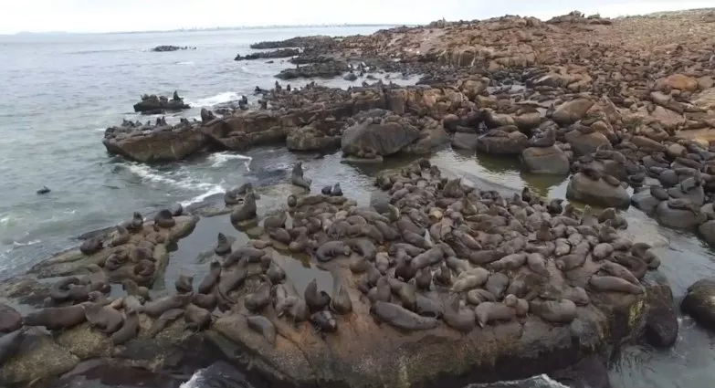 Лежбища морских львов в Кабо Полонио