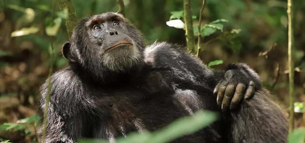 Кибале – самое популярное в Уганде место для наблюдения за шимпанзе