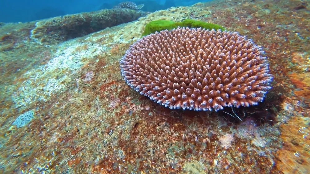 Коралловые рифы в Таиланде