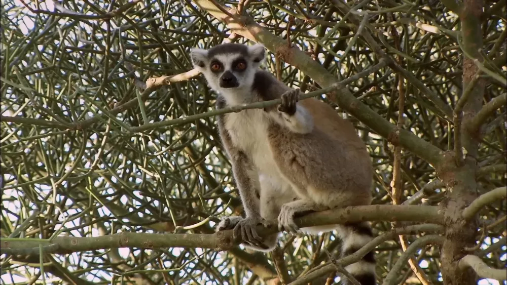 Лемуры - основные представители животного мира Мадагаскара