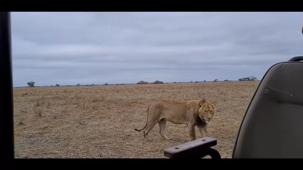 Львы - короли животного мира национальных парков Замбии