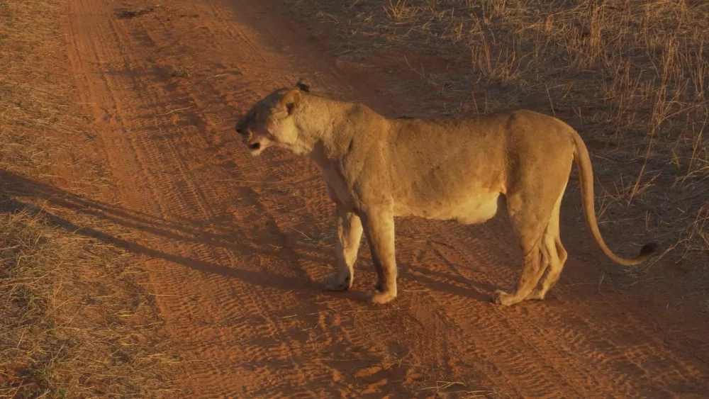 Львы - обыденное явление на дорогах Кении