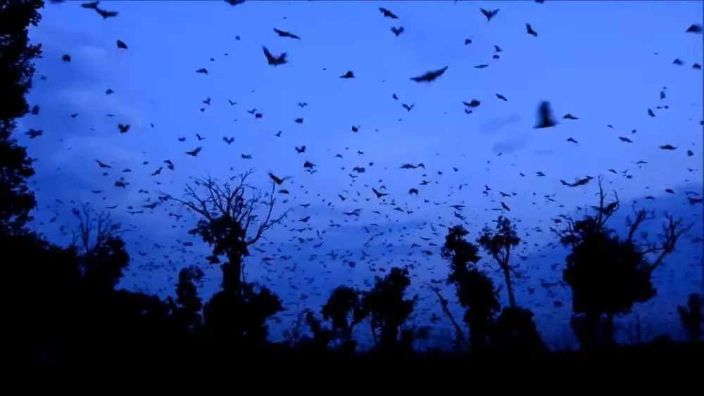 Миграция летучих мышей в Национальном парке Касанка