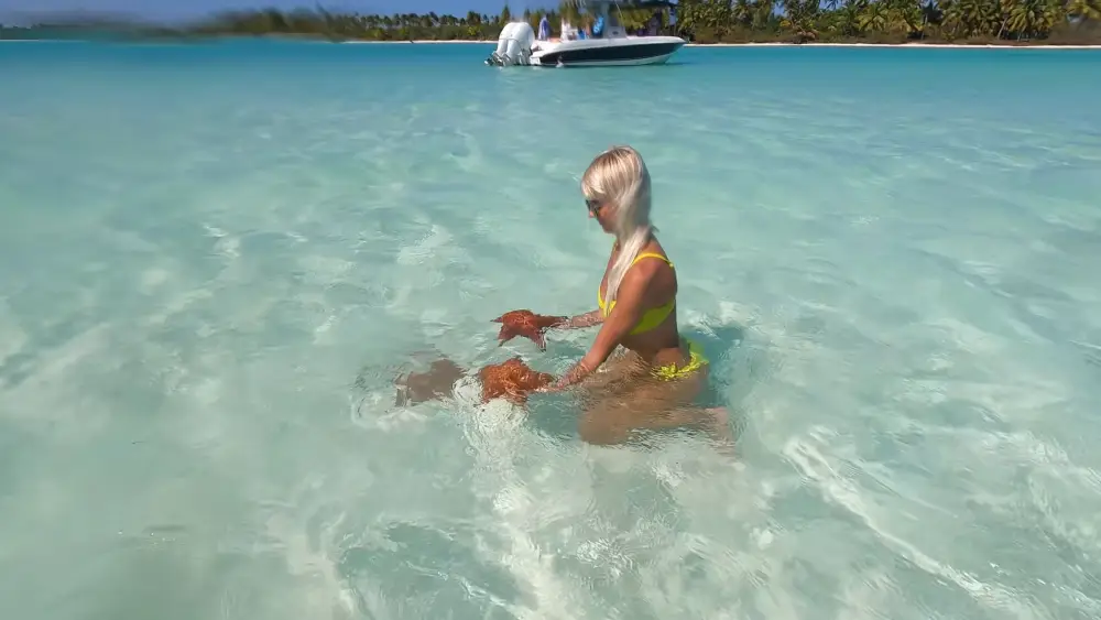 Морские обитатели на пляжах Доминики - морские звезды