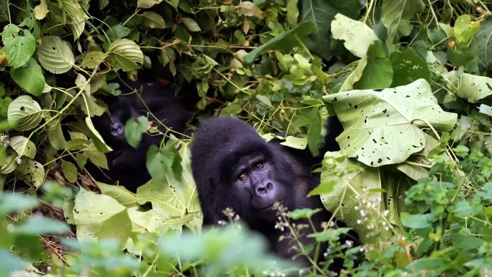 Национальный парк горилл Мгахинга — небольшой национальный парк на юго-западе Уганды