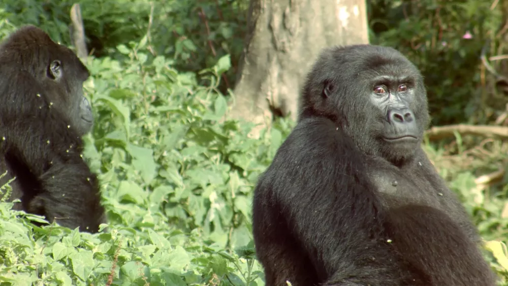 Национальный парк Лобеке широко известен и является домом для горилл