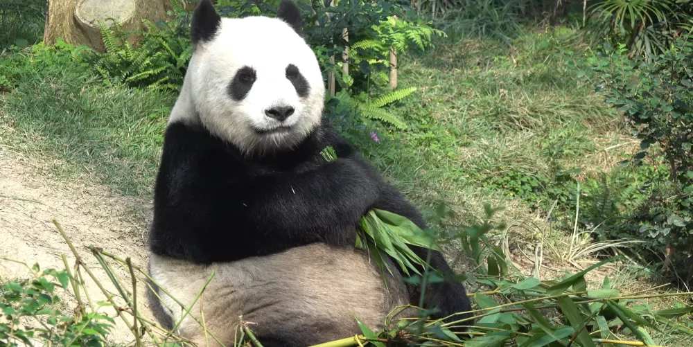 Панда - один из символов Китая
