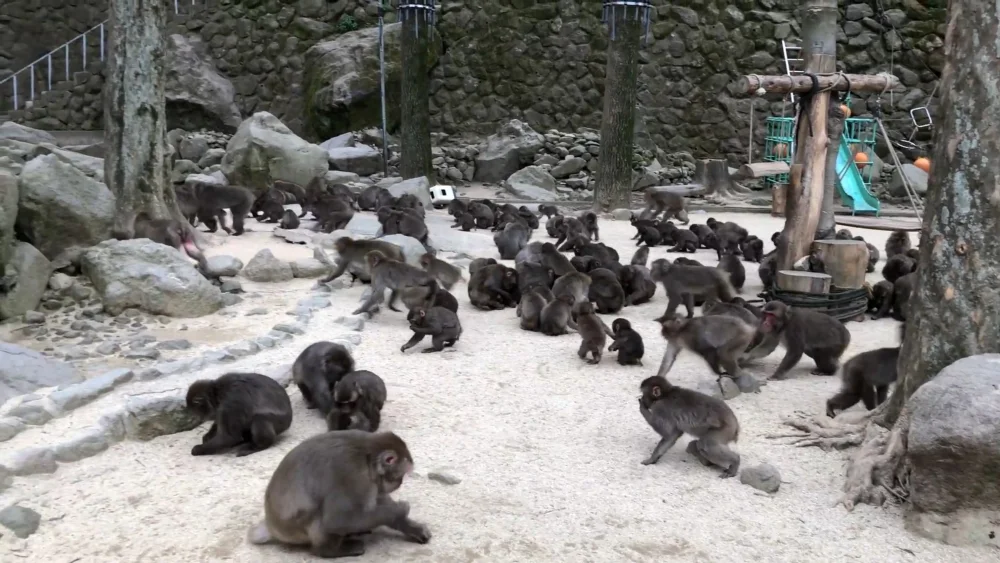 Парк обезьян Такасакияма