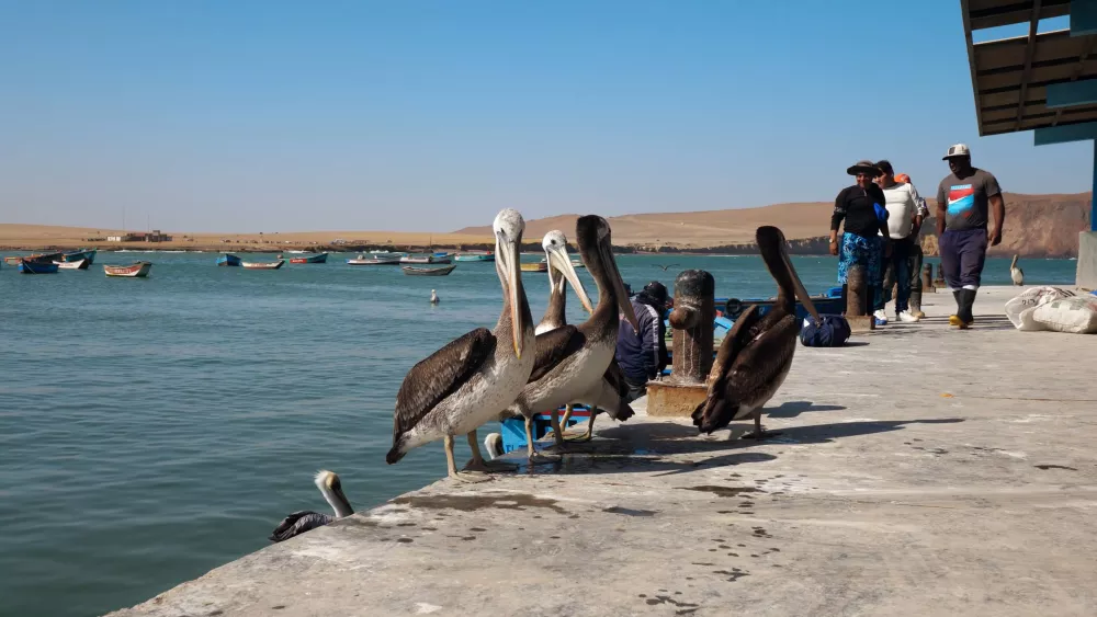 Пеликаны - основные представители пернатого сообщества на побережье Перу