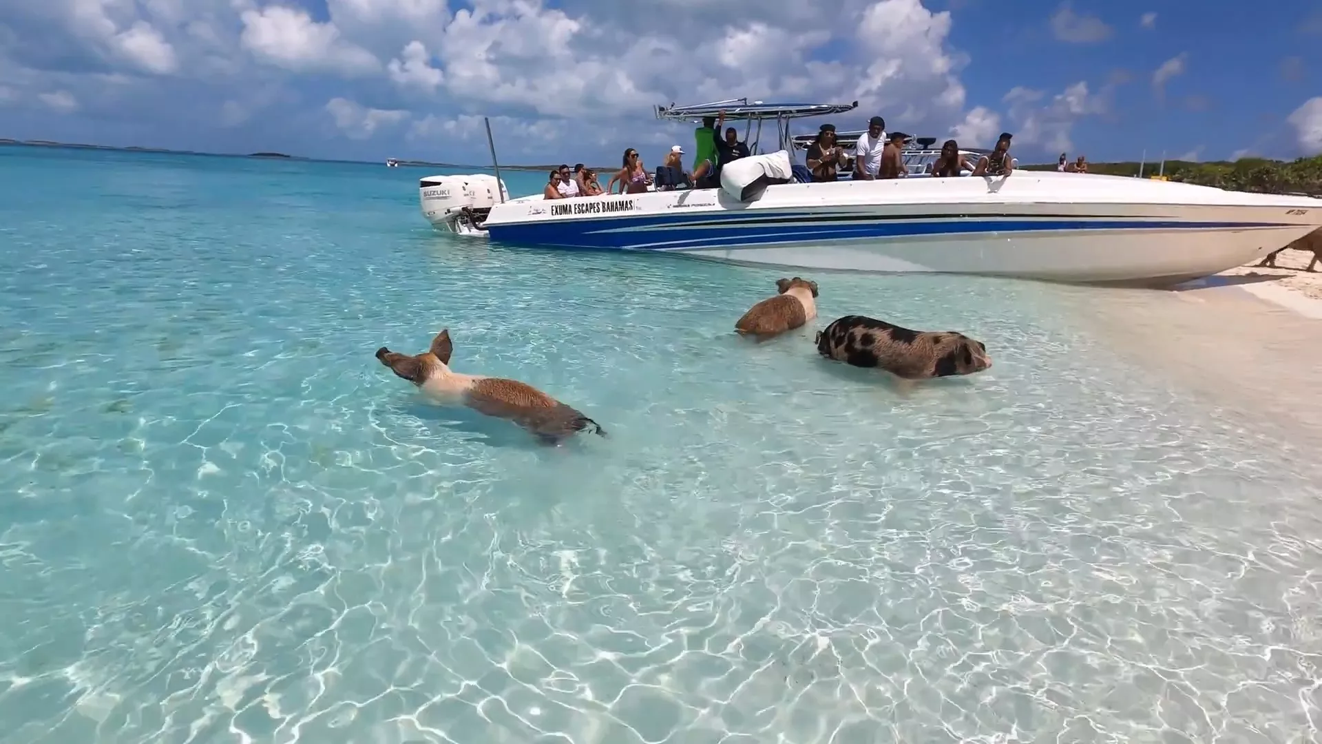 Пиг Айленд- Остров Свиней на Багамах