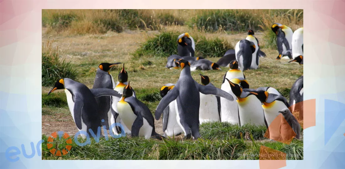 пингвины в Чили