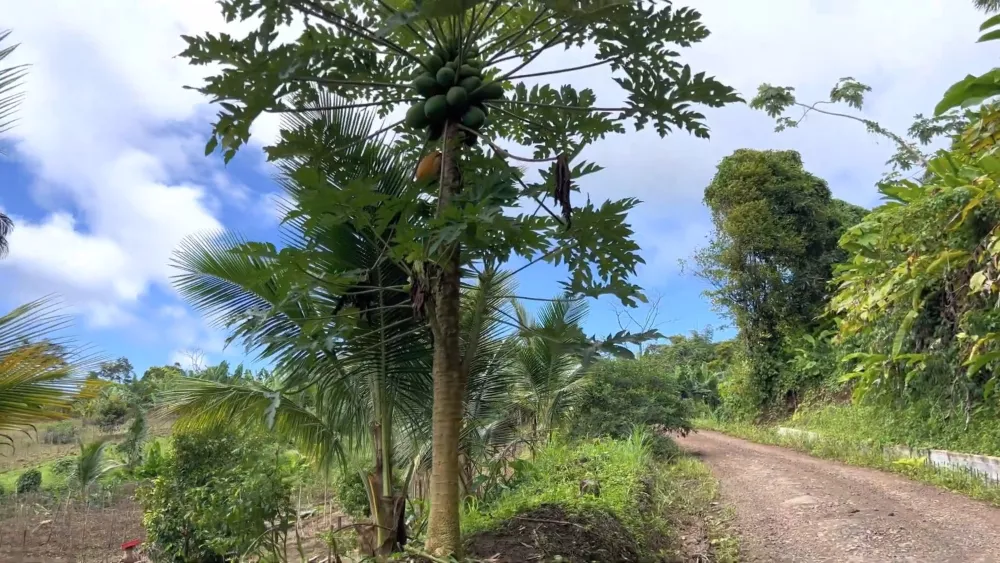 Плантации кокосовых пальм