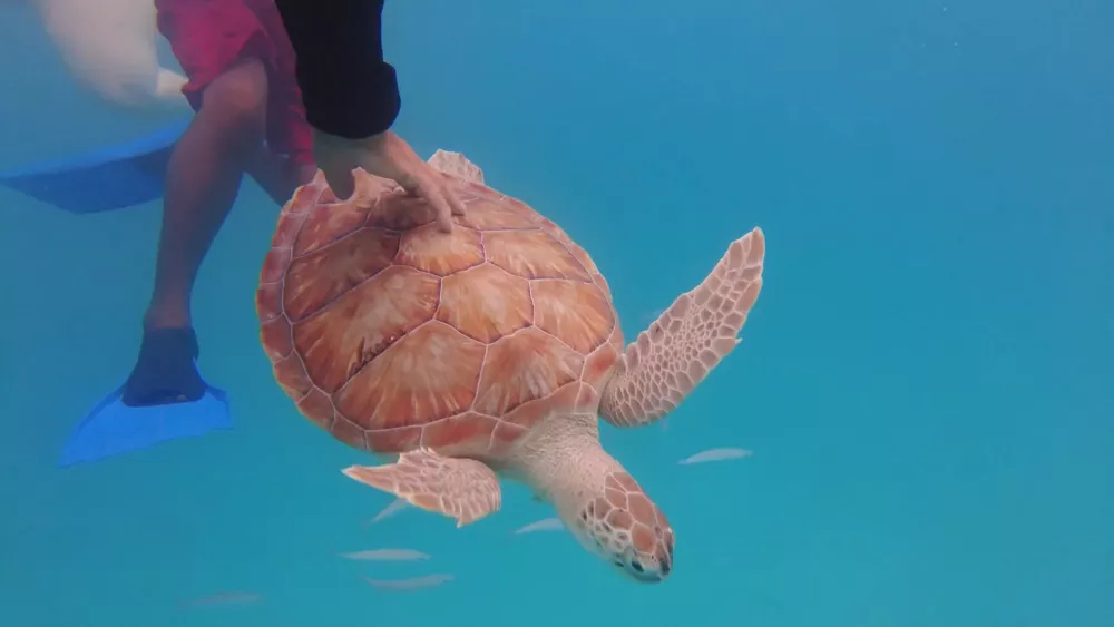 Плавание с морскими черепахами на пляжах Барбадоса