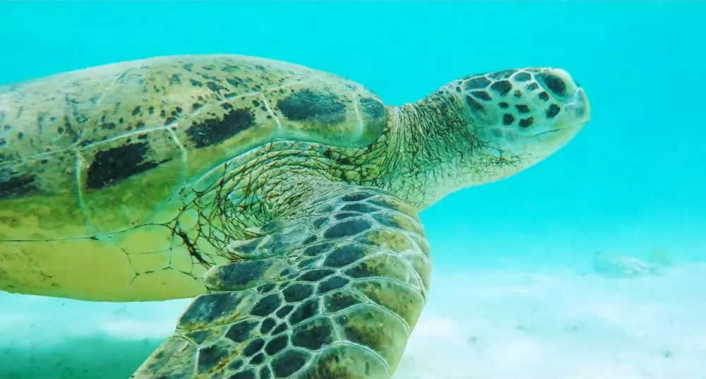 Подводный мир Мадагаскара. Черепахи здесь - обычное явление
