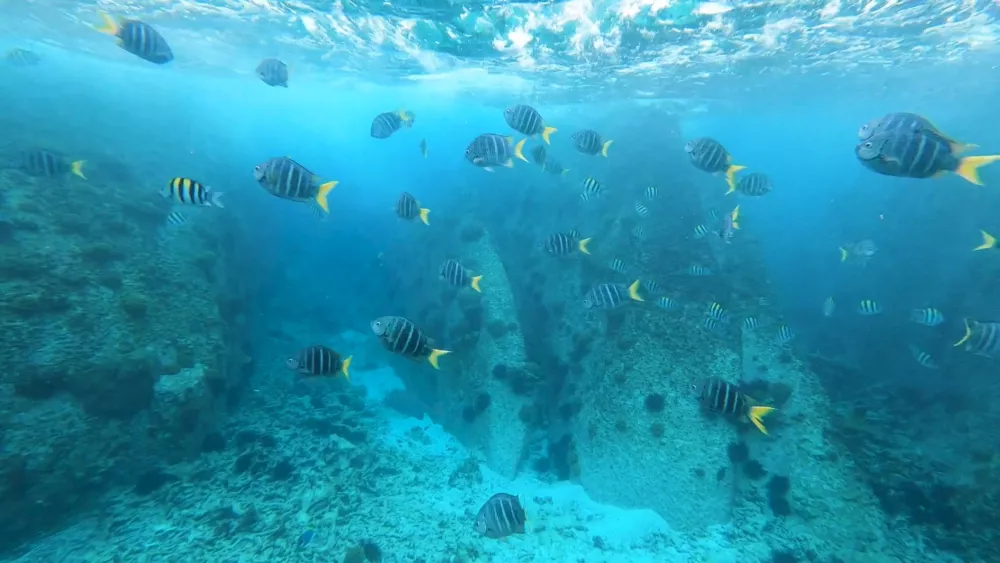 Подводный мир острова Ла-Диг
