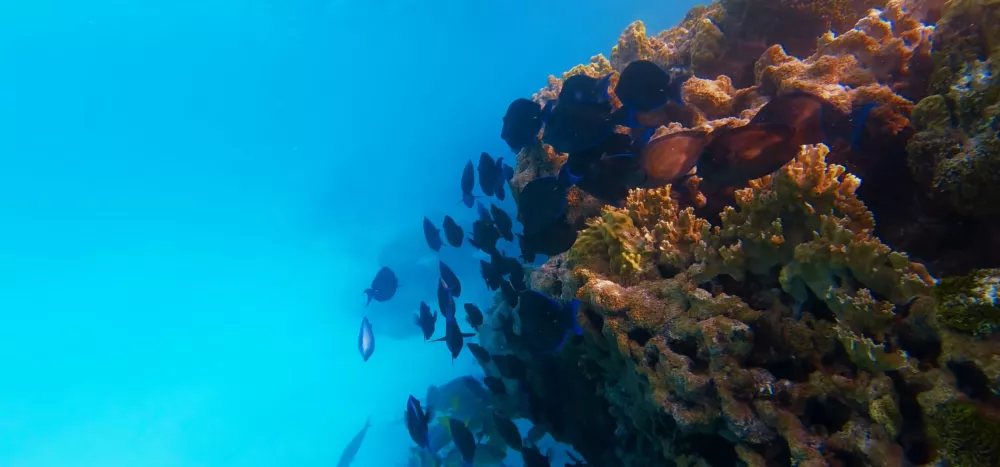 Подводный мир островов Лос-Рокес