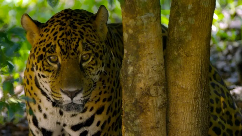 Представителей фауны Гайаны очень часто можно увидеть даже в черте городов
