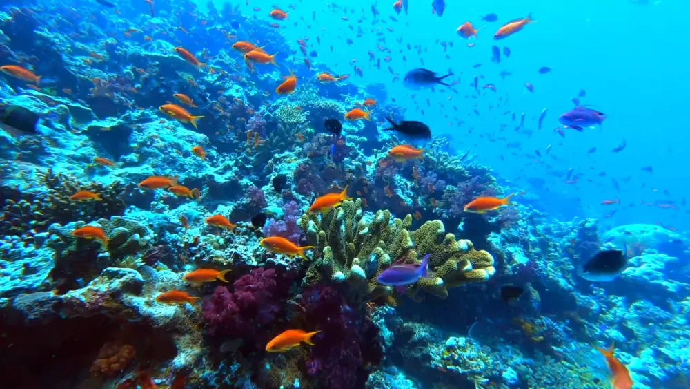Прекрасный подводный мир Фиджи