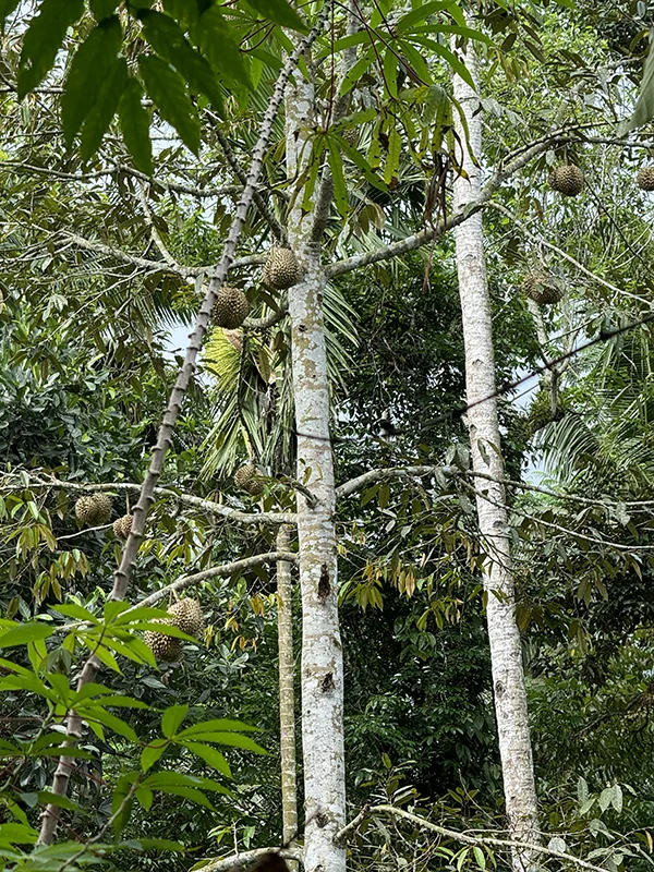 Природные ресурсы Индонезии