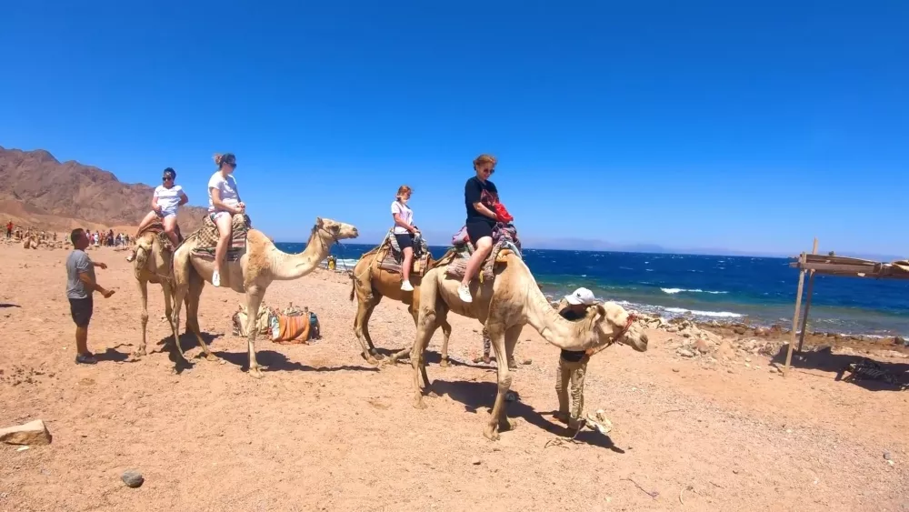 Прогулка на верблюдах - Египет