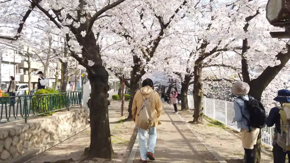 Прогулка под цветущими сакурами