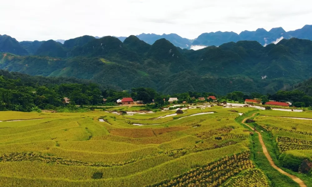 Рисовые поля Пу Луонг
