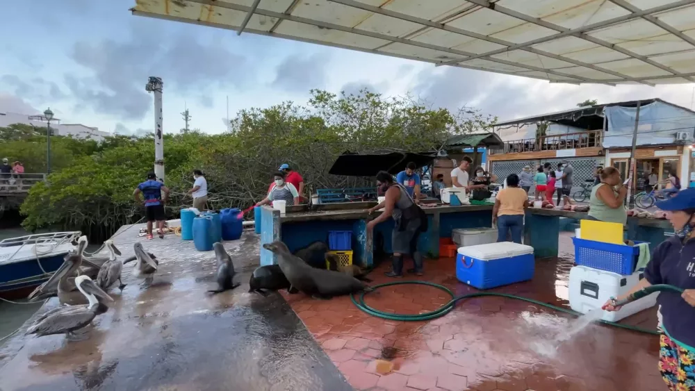 Рыбные рынки в Эквадоре - пеликаны и морские котики являются постоянными гостями на рынках