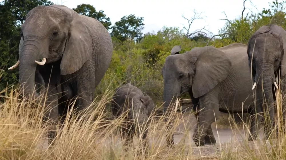 Слоны - основные представители животного мира национальных парков Зимбабве