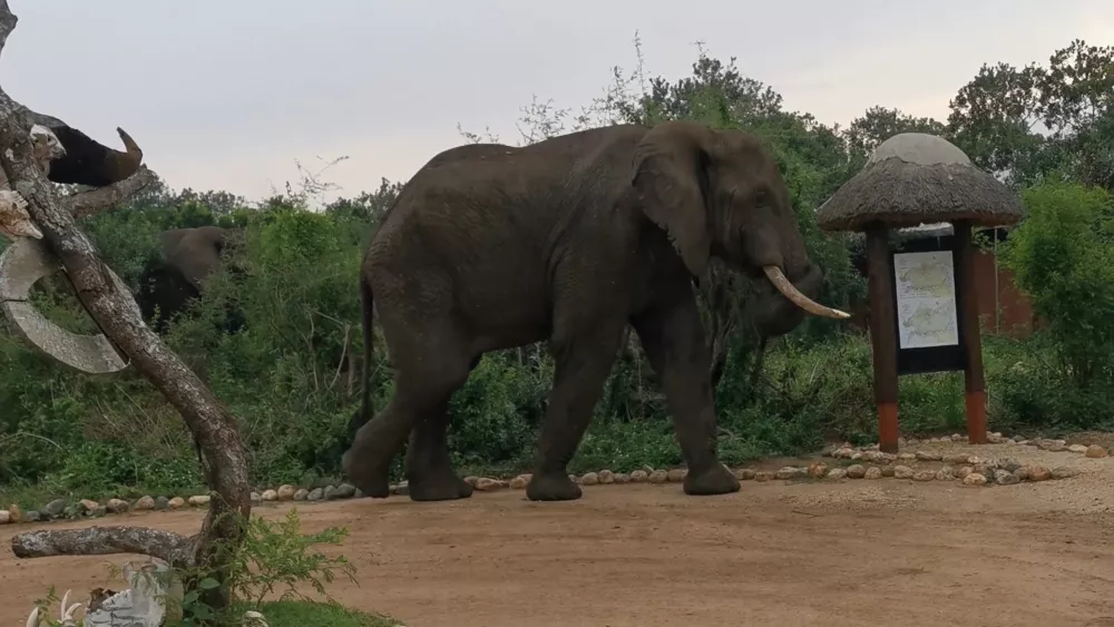 Слоны в Национальном парке Рувензори