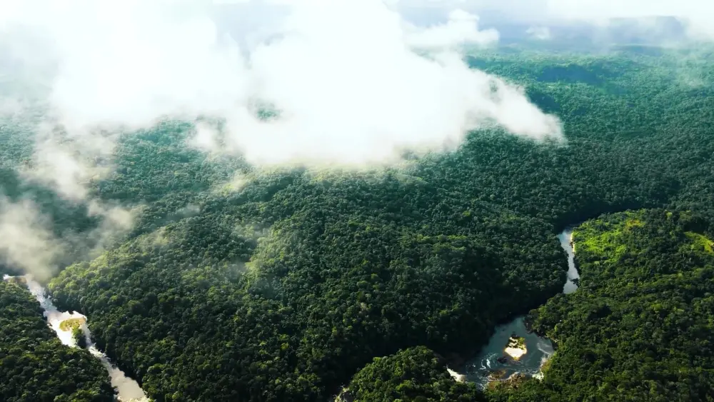 Территория Гайаны на 90 процентов составляет джунгли
