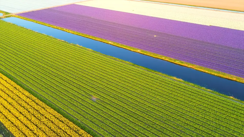 Цветочные поля (Нидерланды)