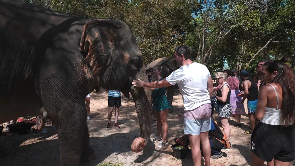 Увидеть слона вблизи — большое удовольствие