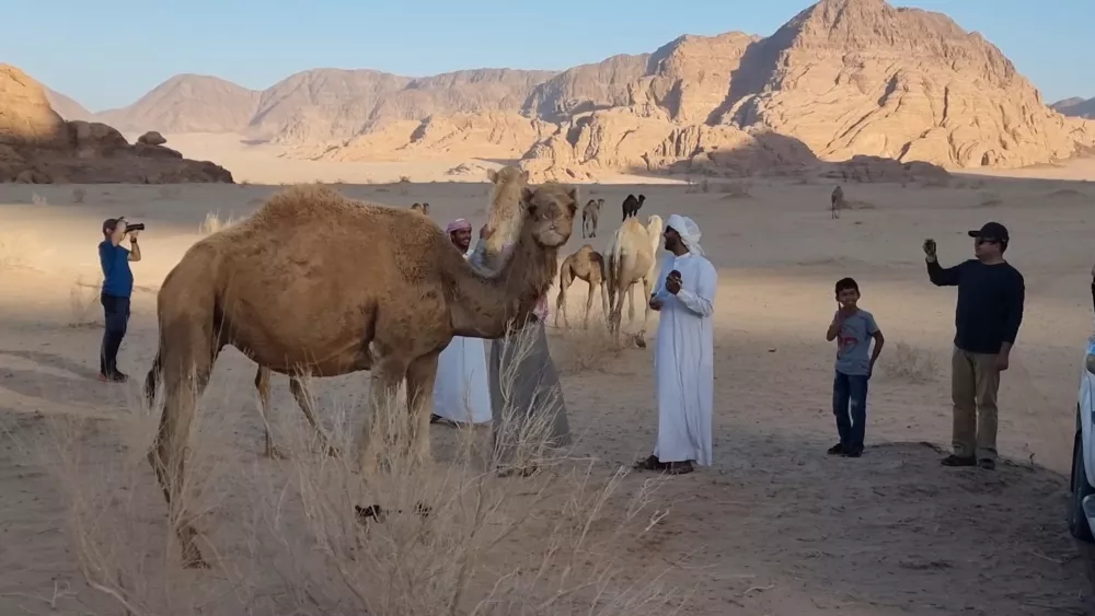 Верблюды - средство передвижения по пустыням Иордании