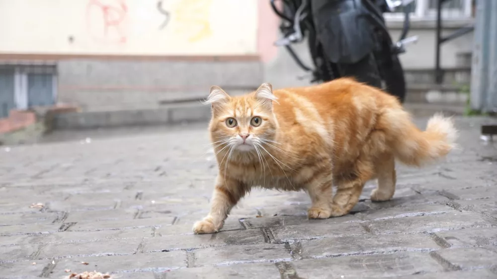 Вездесущие кошки в Стамбуле
