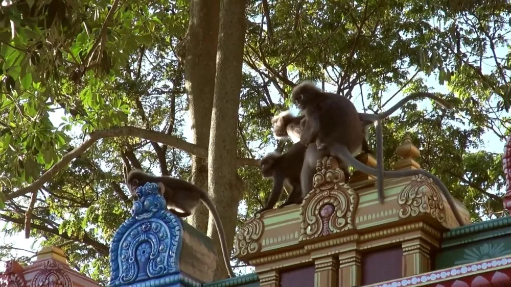 Вездесущие обезьяны столицы Малайзии