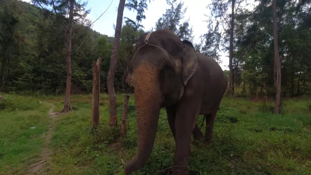 Заповедник слонов в Нячанге