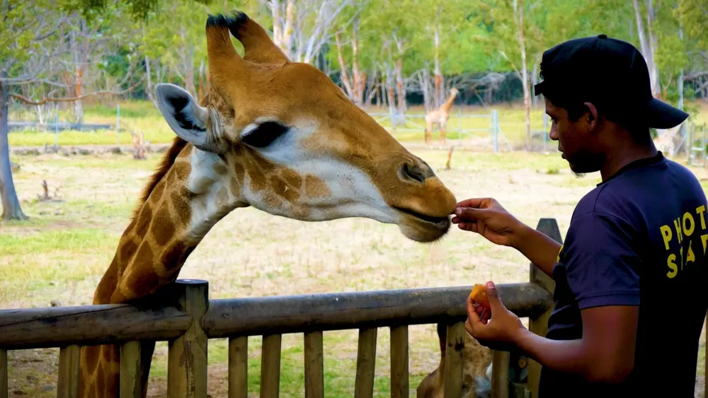 Жираф завтракает вместе с туристами - животные в парке Касела почти ручные и не боятся людей