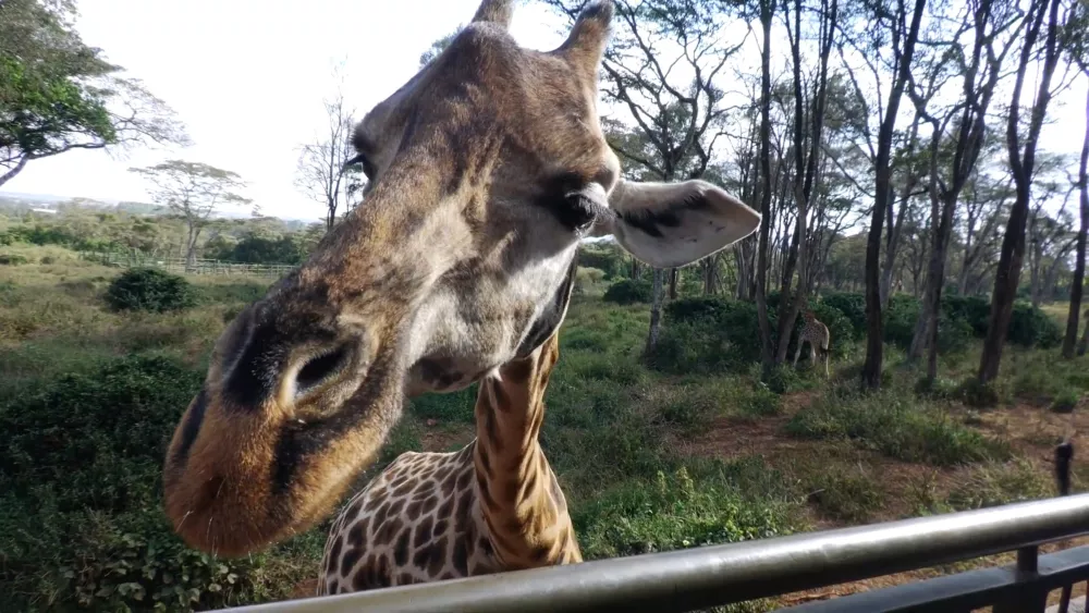 Жирафы будут вашими самыми постоянными гостями, когда вы будете отдыхать в Кении