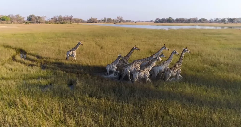 Жирафы - животный мир парков Ботсваны разнообразен