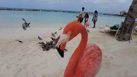 Постоянные жители на пляжах Арубы - фламинго